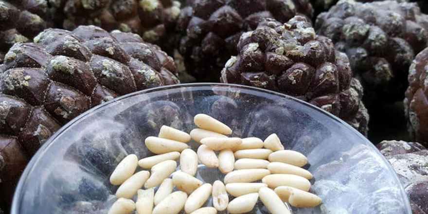 Çam fıstığı altınla yarışıyor