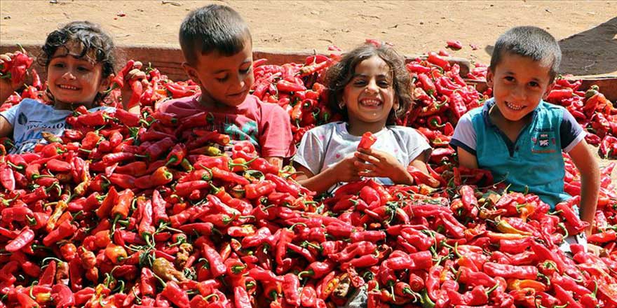 İsotun 'acı' serüveni başladı
