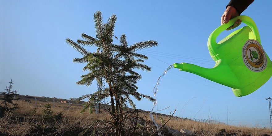 Geleceğe Nefes Seferberliği kapsamında dikilen fidanların yüzde 95'i tuttu