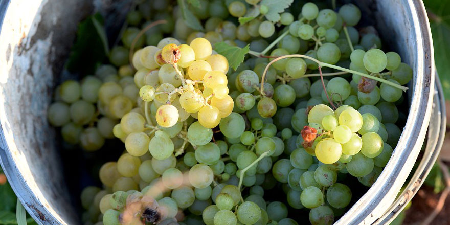 İstanbul'un aralık ayı zam şampiyonu yaş üzüm