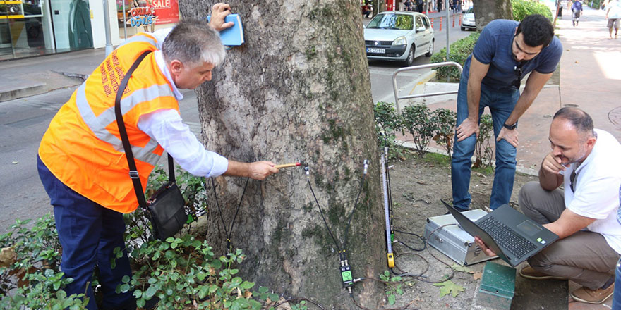 Asırlık çınarların 'röntgeni' çekiliyor