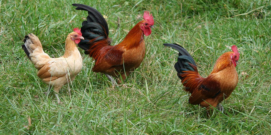 Tavuk yumurtası üretimi bir önceki yıla göre azaldı