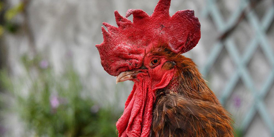 Fransa'da davayı horoz kazandı