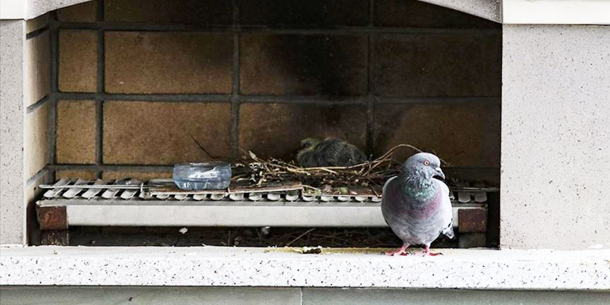 Terasına yuva yapan kuş için tadilata ara verdi