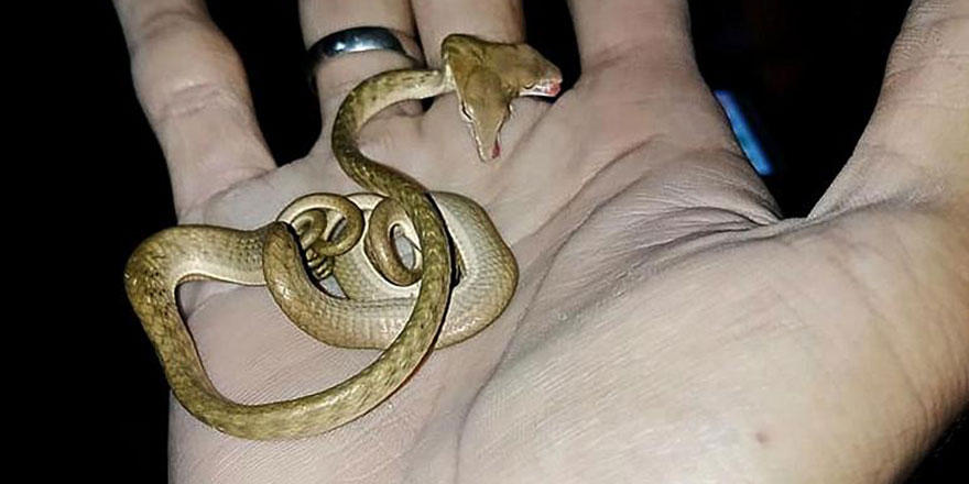 Endonezya'da iki başlı yılan bulundu