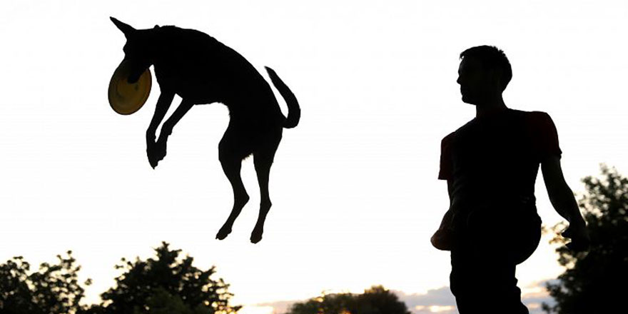Bu şehirde köpek sayısı çocuk sayısını geçti