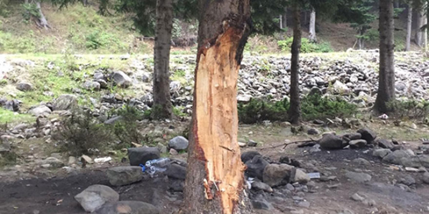 Pikniğe gelenler çıra için 70 yıllık ağaçlara zarar verdi