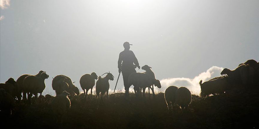 4 bin lira maaşla çalıştıracak çoban bulamıyorlar