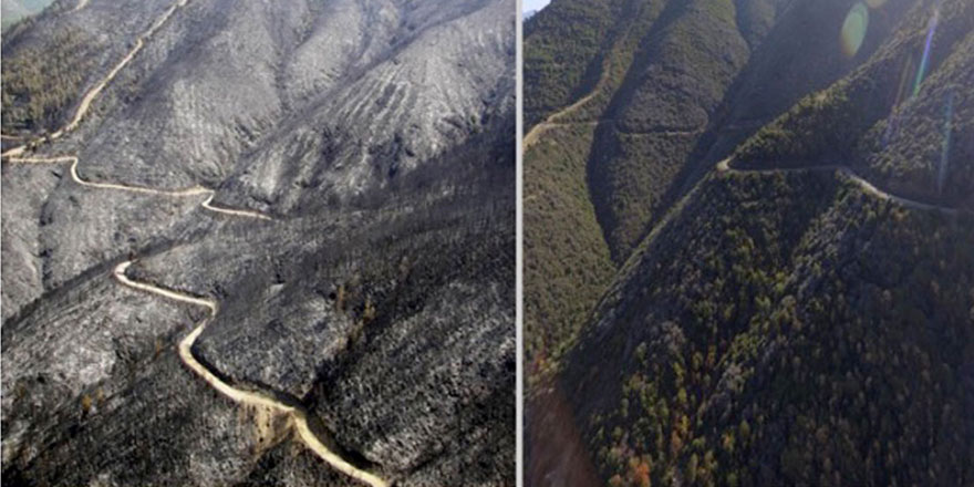 Çok şükür: Yanan ormanlar külden yeşile dönüşüyor
