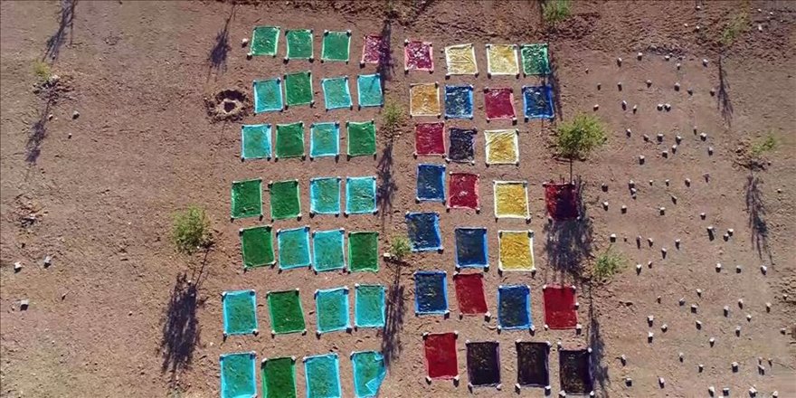 'Azezi üzümü'nün şifalı lezzetlere yolculuğu başladı