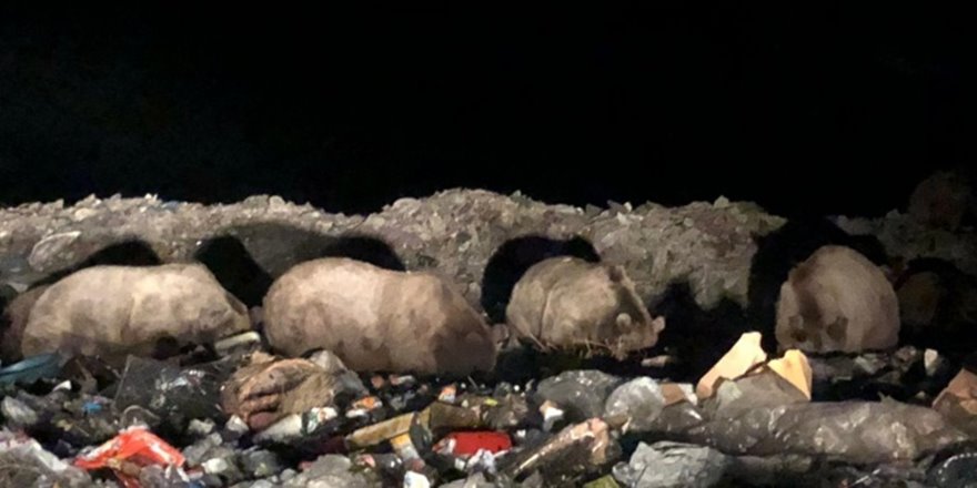 Sarıkamış'ta boz ayı ailesi görüntülendi