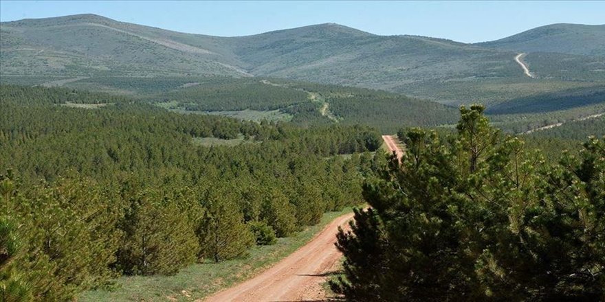 '20 milyona yakın fidanı toprakla buluşturduk'