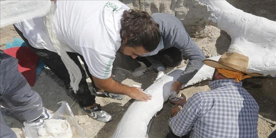 7,5 milyon yıllık fosil 'alçı ceketle' taşındı