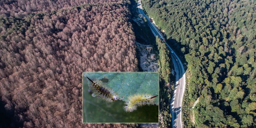 Tırtıllar yolun bir tarafındaki ormanda yaprak bırakmadı