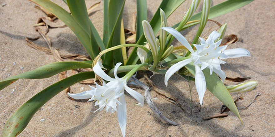 Bu bitkiyi koparana 60 bin TL ceza