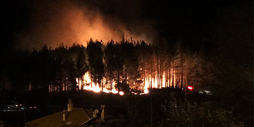 Muğla'da orman yangını