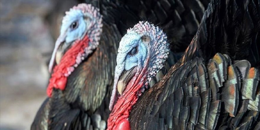 Yargıtay hindiyi küçükbaş hayvan saymadı