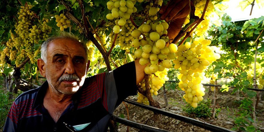 Ceviz büyüklüğündeki üzüm taneleri şaşırttı