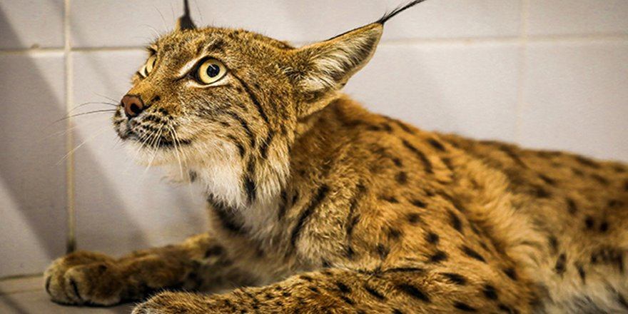Türü tehlike altında olan vaşak koruma altına alındı