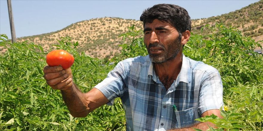 Çorak araziye baktı tonlarca ürün elde etti