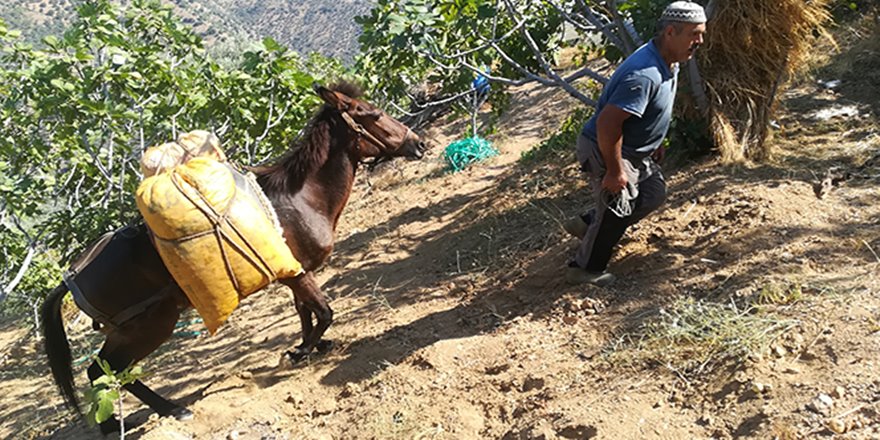 Aydın dağlarında üreticinin en büyük yardımcısı yük hayvanları