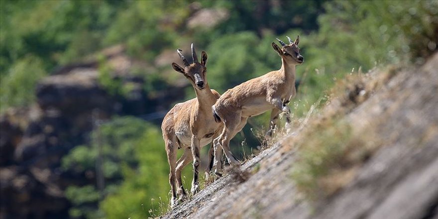 Yaban keçisi avlayana 23 bin lira ceza