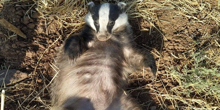 Nesli tükenme tehlikesi altında olan porsuk görüntülendi