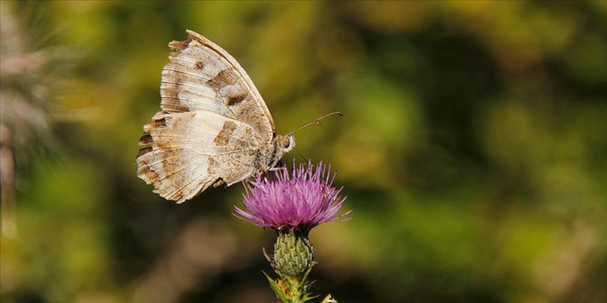 Göz kamaştıran güzellik: Cadı kelebeği