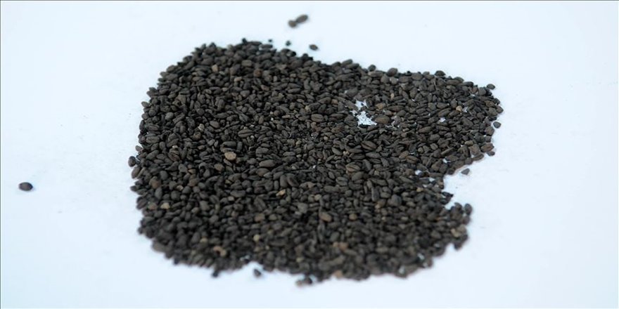 Norik Höyük'te 3 bin yıllık buğday bulundu