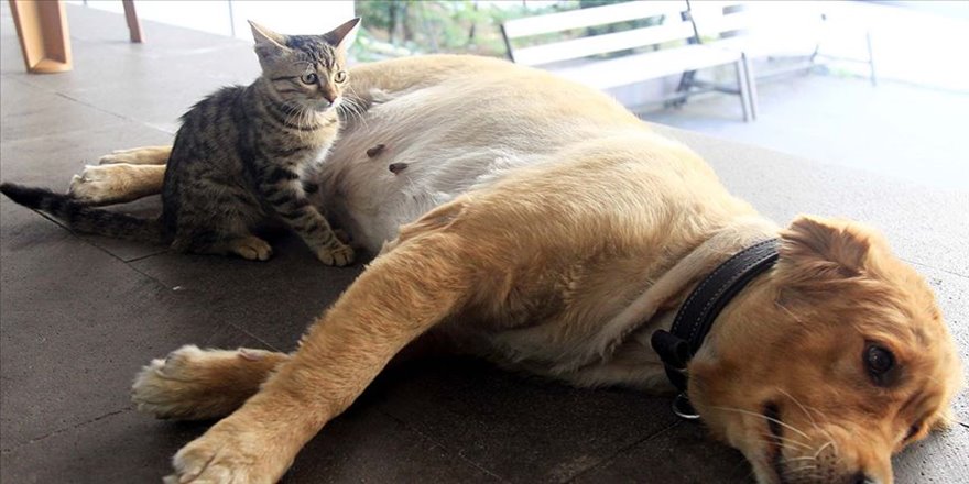 Annesinin terk ettiği kediyi Tarçın emziriyor