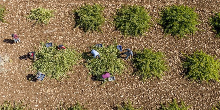 'Mezrone' üzümünde bağ bozumu heyecanı