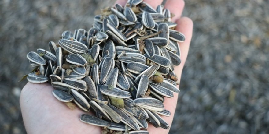 Tüketicinin tercihi siyah çekirdek oldu