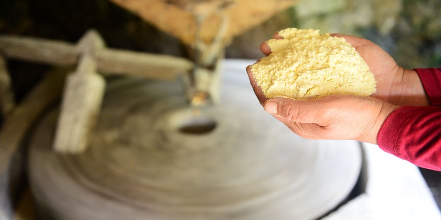 Yedideğirmenler'de mısır unu mesaisi