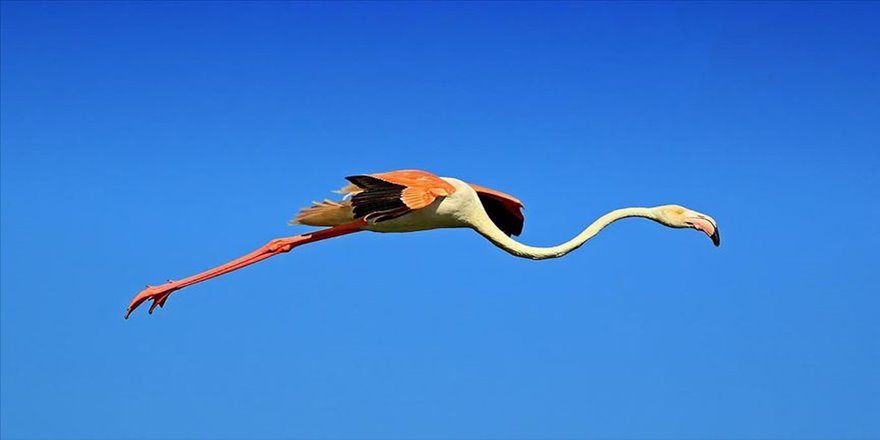 Acıgöl'de flamingoların görsel şöleni