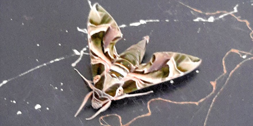 Konya'da askeri kamuflaj desenli kelebek bulundu