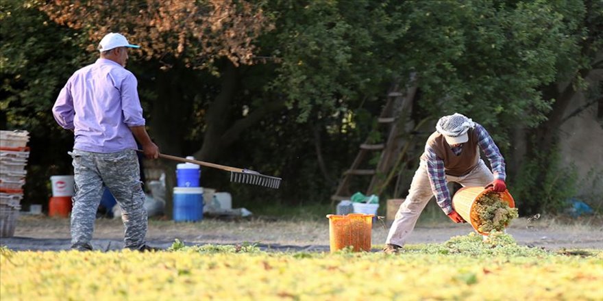 Kuru üzümde ihracat artışla başladı