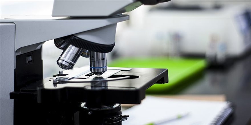 Avustralya'da dünyanın en ölümcül mantarlarından biri tespit edildi