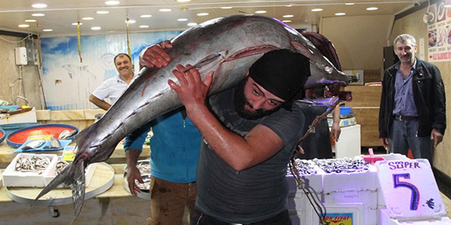 Rize'de 90 kiloluk orkinosa büyük ilgi