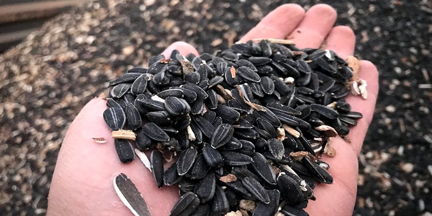 Çiftçinin yüzü yağlık ayçiçeğiyle gülüyor