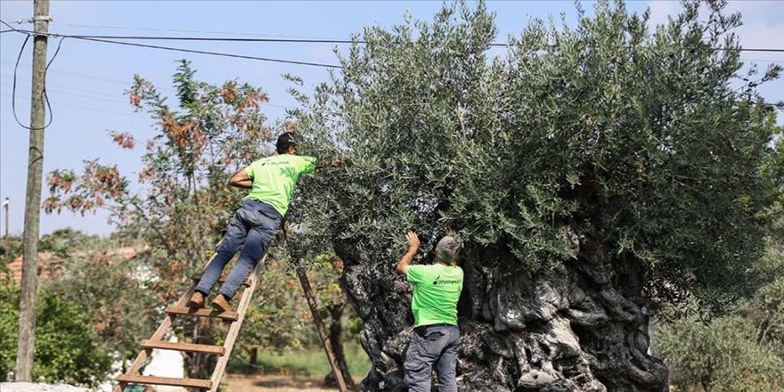 Bin 200 yıllık ağaçtan toplanan zeytinler açık artırma ile satılacak