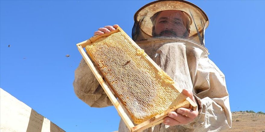Yaylalarda 'en tatlı hasat' heyecanı