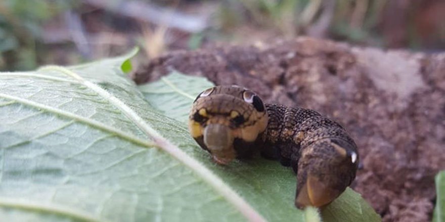 Türkiye'de nadir görülen fil şahin güvesi larvası Bilecik'te görüntülendi