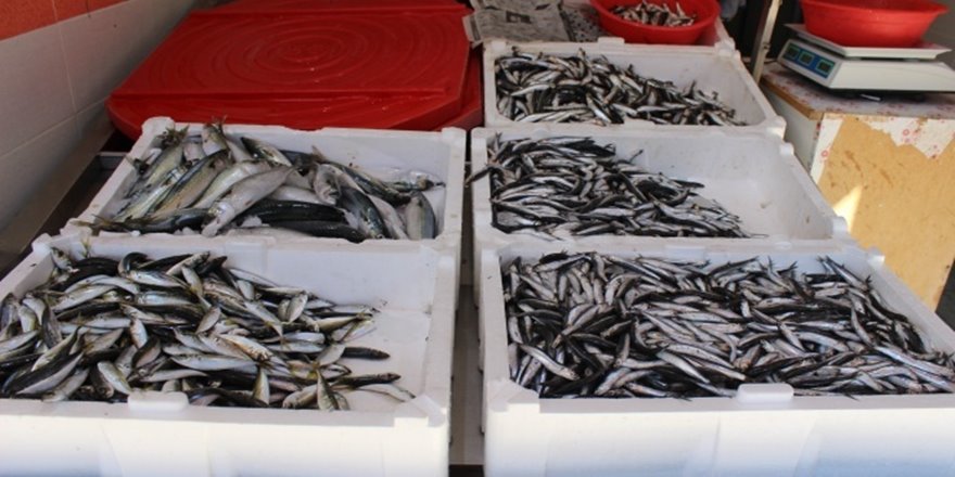 5 liraya kadar düşen hamsi, hem satıcıları hem alıcıları sevindirdi