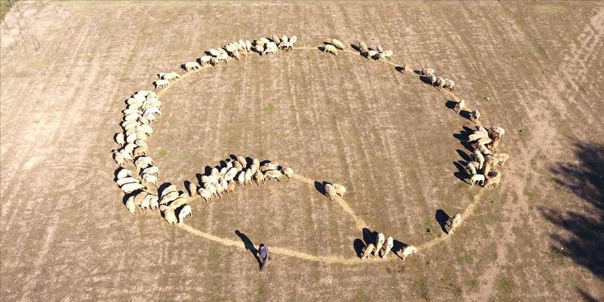 Ekonometrist çobandan sıradışı uygulamalarla yüksek gelir