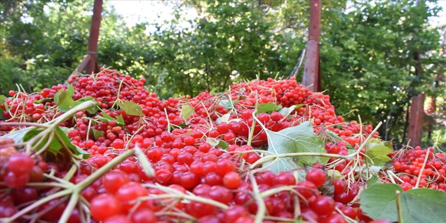 ABD'den, İngiltere'den, Almanya'dan 'bize gilaburu gönderin' diyorlar