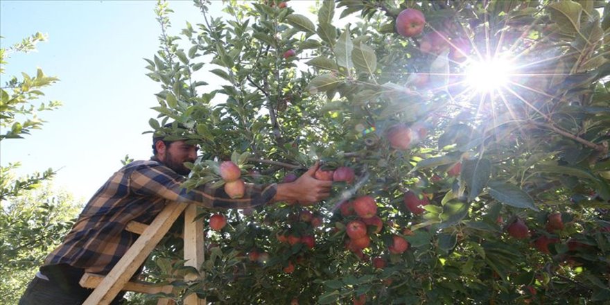 Yahyalı elmasında verim arttı, çiftçinin yüzü güldü