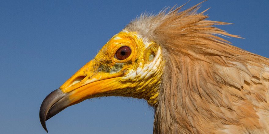 Tabiat temizlikçileri akbabalar hızla yok oluyor