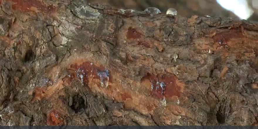 Alaçatı'daki sakız ağaçlarından 40 yıl sonra ilk hasat