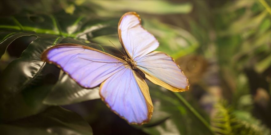 'Fotoğraf stüdyosu' gibi kelebek bahçesi