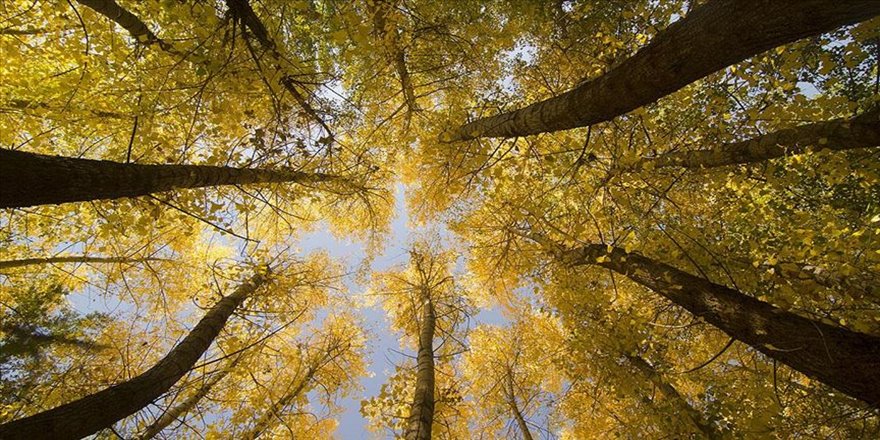 Ovacık'ta güz renklerinin göz alıcı güzelliği